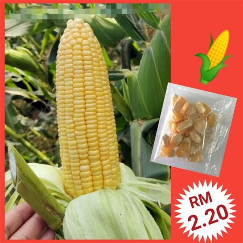 J2 Biji Benih Jagung Manis 20 Sweet Corn Seeds 水果甜玉米种子 Benih