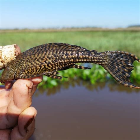 UEMS IFMS e Prefeitura registram espécies de peixes no Parque Natural