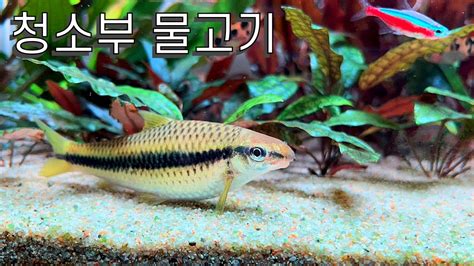 Eng Spn 4k 청소하는 물고기 이끼먹는 물고기 Cleaner Fish Youtube