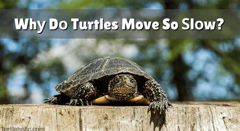 Turtle Species Archives Page Of Turtleholic