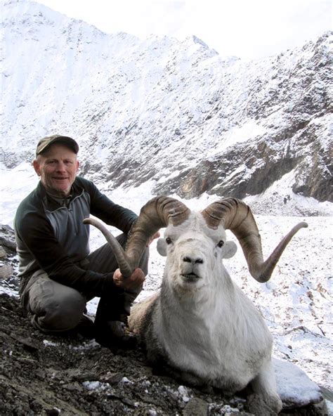 Dall Sheep Hunt Raffle Sci Alaska