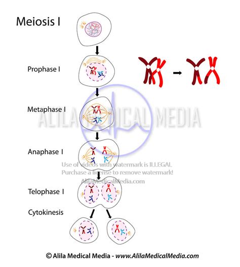 Meiosis 1 Cytokinesis