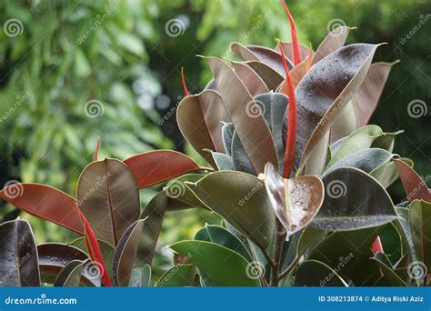 Ficus Elastica Also Known As The Rubber Fig Rubber Bush Rubber Tree