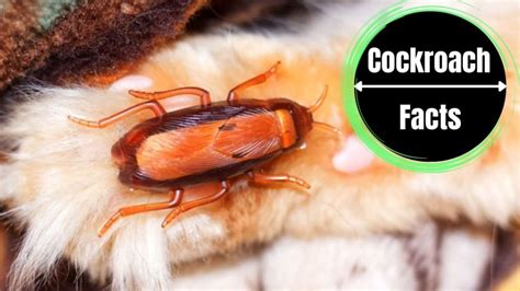 What are Red Cockroaches? - The Cockroach Facts