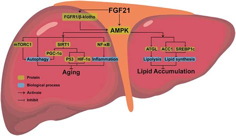 A hormone produced by the liver called fibroblast growth factor 21 ...