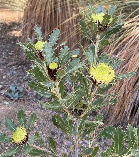 Banksia Heliantha The Ruth Bancroft Garden Nursery