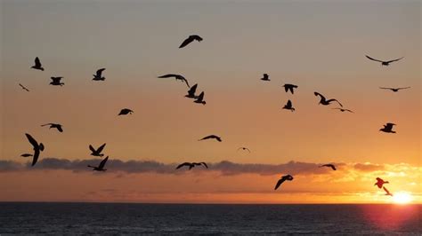 Silhouette Of Flocks Of Birds Flying During Sunset Free Image Peakpx