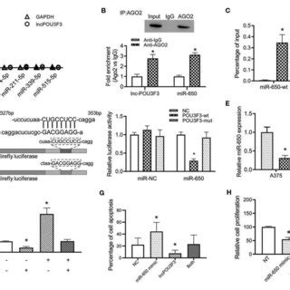 The Mir Regulates The Expression Of Mgmt In The Melanoma Cells