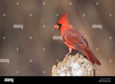 male cardinal in winter Stock Photo - Alamy