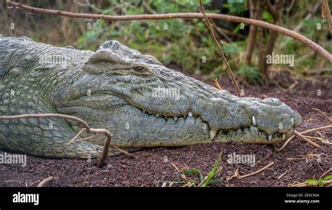 Cocodrilo Del Nilo Crocodylus Niloticus Safari Fotograf As E Im Genes