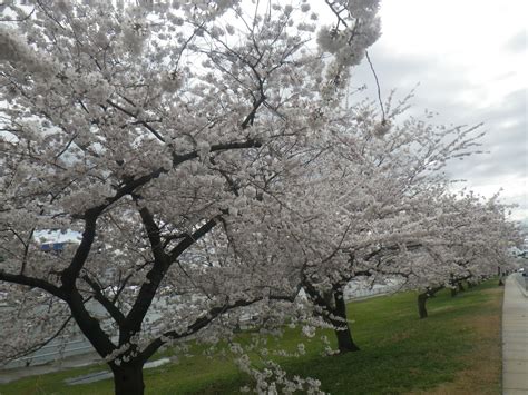 Dc Spinster Cherry Blossoms On Haines Point