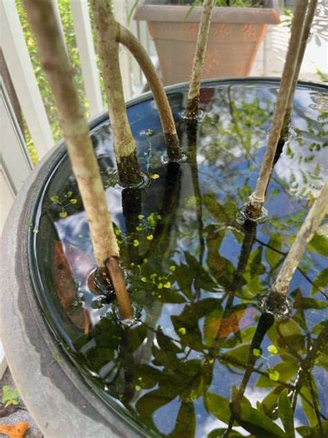 How To Grow Mangroves At Home Coastal Conservatory