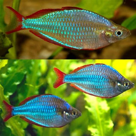 Aquarium Central Rainbow Neon Blue Rainbowfish Medium Melanotaenia