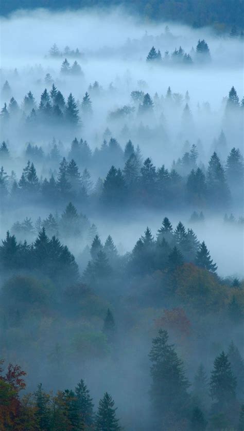 El Top 47 Fondos De Pantalla De Bosques Abzlocal Mx