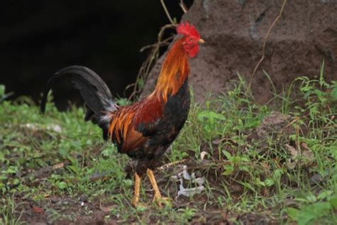 Red Junglefowl – birdfinding.info