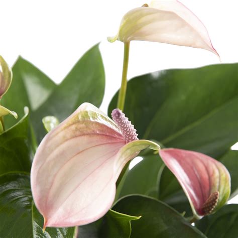 Kamerplant Van Botanicly Flamingoplant Hoogte Cm Anthurium