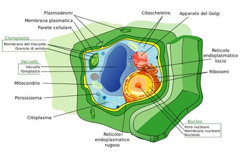 Cellule vegetali: la struttura fondamentale delle piante - Infodit