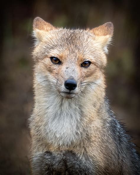 Zorro Colorado Lycalopex Culpaeus Javier Chiavone Flickr