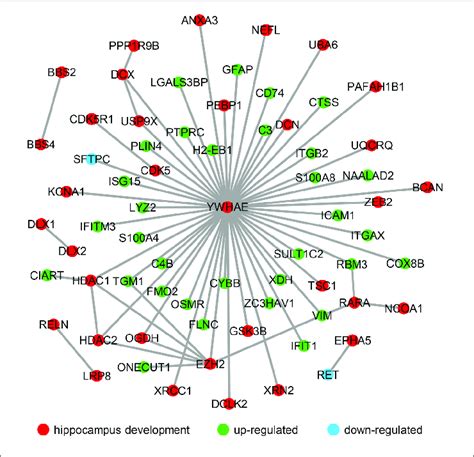 The Molecular Interaction Network Revealed The Up And Down Regulated Download Scientific