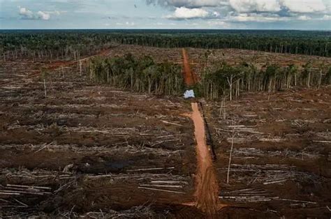 Dua Dekade Papua Kehilangan Hutan Seluas 750 Ribu Hektar JUBI TV