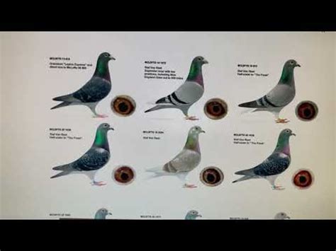 Why Inbreeding Racing Pigeons Leads To Many Of One Sex Youtube