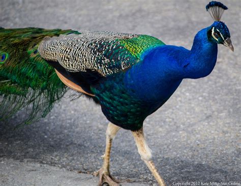 The Real Peacocks Of Manatee County Manatee County Manatee Travel