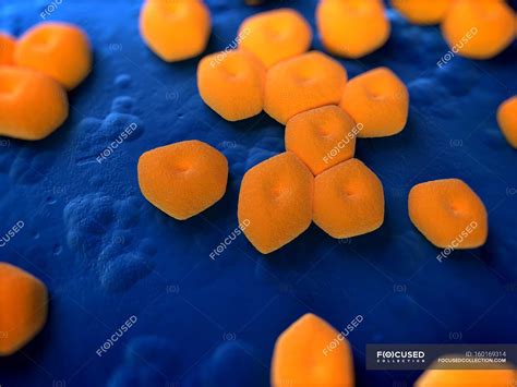 Acinetobacter sp - Stock Photos, Royalty Free Images | Focused