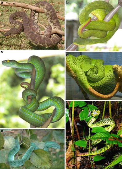 Green Viper Snake