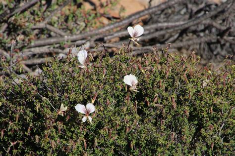 Namaqua Fivefinger Storksbill From Ian Myers Hiking Trail Red Route