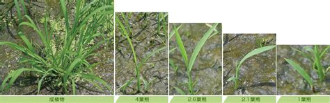水田雑草について－一年生雑草の種類と生態 | シンジェンタジャパン｜Syngenta Japan