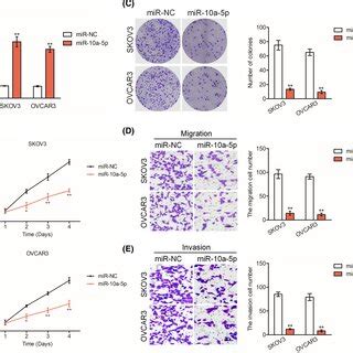 Mir A P Inhibits The Aggressive Phenotypes Of Ovarian Cancer Oc