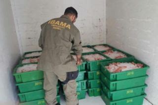 Ibama Apreende Toneladas De Pescado Capturado Por Barco Sem