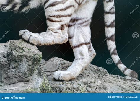 Back Paws Legs of a White Tiger Standing on Rock Stock Image - Image of ...