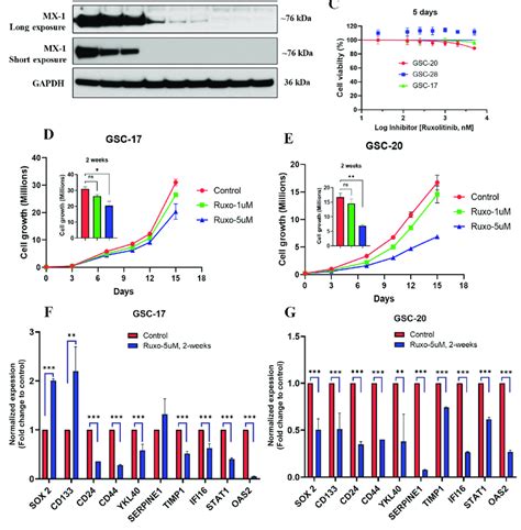 Chronic Inhibition Of Ifn Signaling Reduced Cell Proliferation And