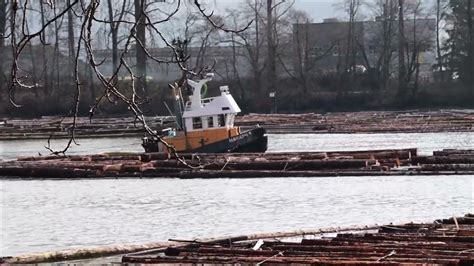 Tugs Moving Log Boom Down The Fraser February 3 2024 Youtube