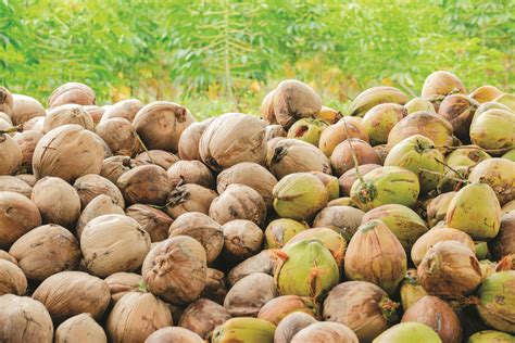 Harvesting And Post Harvest Management Coconut Handbook