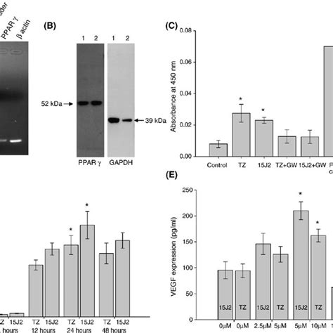 Expression Of Ppar In Myofb By Rt Pcr A And Western Blot B