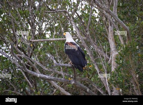 African Fish Eagle South Africa Stock Photo Alamy