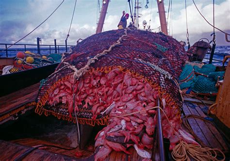 Ban Bottom Trawling on Seamounts - Greenpeace New Zealand