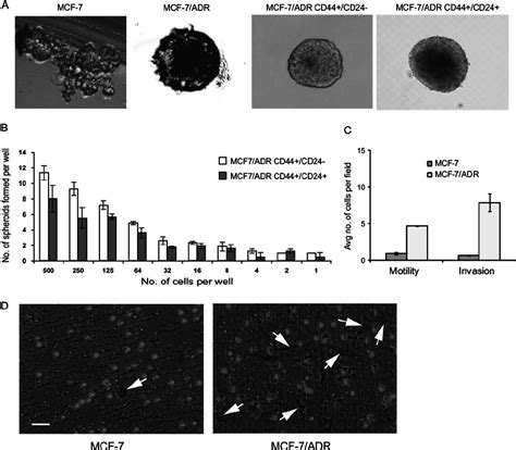 Characterization Of MCF 7 And MCF 7 ADR Cells In Three Dimensional