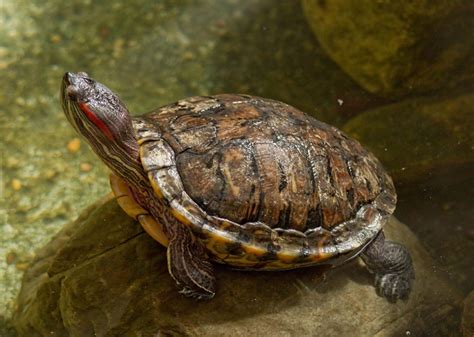 Lifespan Of Red Eared Slider Turtle How Long Do They Live Reptile