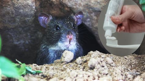 Cómo eliminar ratas y ratones con pasta de dientes Noticias Nathy