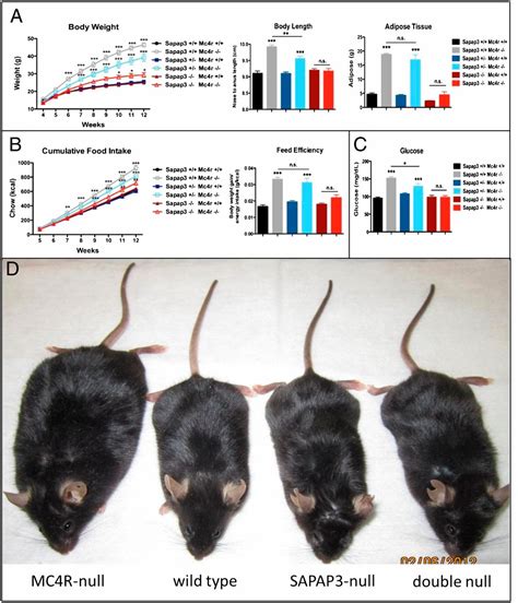 Double Deletion Of Melanocortin 4 Receptors And Sapap3 Corrects