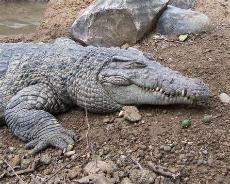 New Guinea Crocodile - Facts, Diet, Habitat & Pictures on Animalia.bio