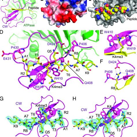 Structure Of Morc Atpase Cw Cassette In Complex With Amppnp And