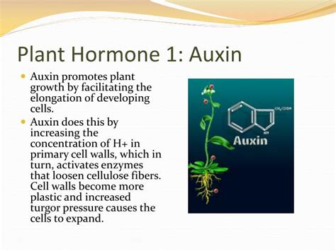 Ppt Plant Hormones And Plant Reproduction Powerpoint Presentation Id 7041270