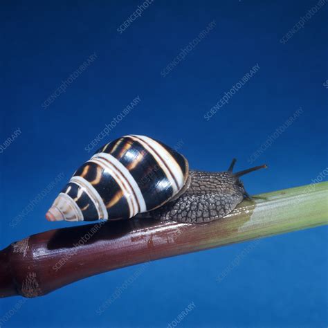 Tree Snail Stock Image Z4850108 Science Photo Library