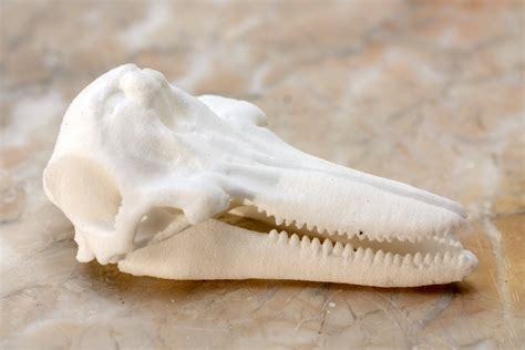 Animal Skull Bottlenose Dolphin Skull 3d Printed Skull White Etsy