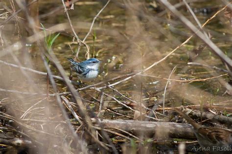 10 Warblers You Wont Want To Miss At The Biggest Week By Tim