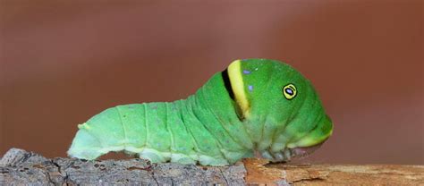 Green Caterpillar Identification Guide: 18 Common Types - Owlcation